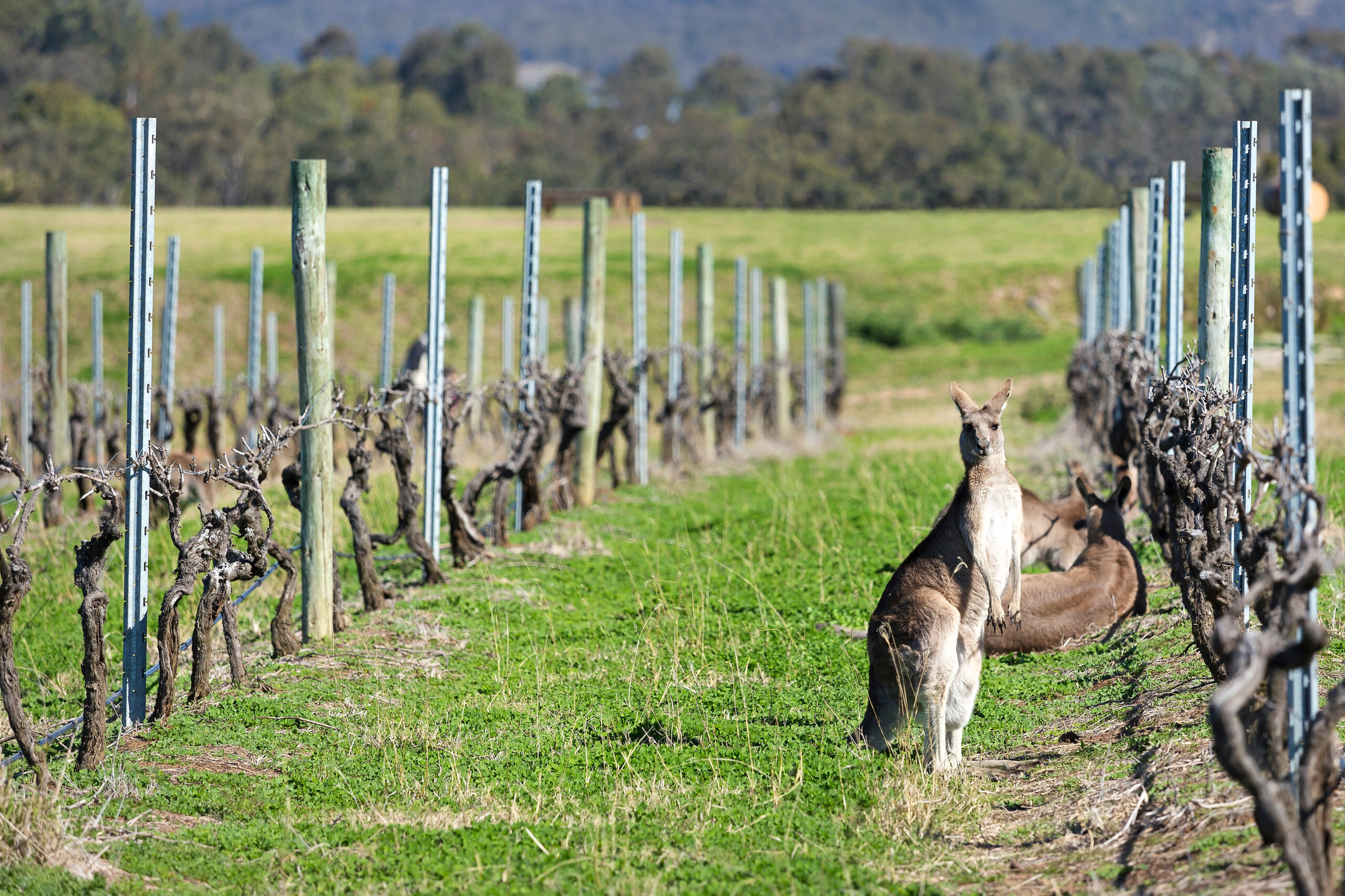 Blinds, Plantation Shutters & Awnings Maitland Heritage Blinds